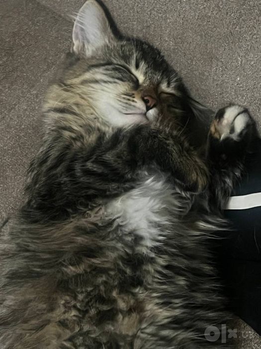 отдаю даром котенка