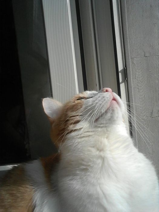 Ласковый домашний кот в добрые руки!