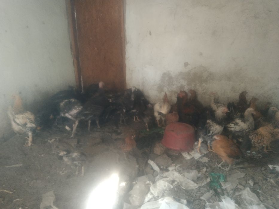 Продаю курей срочно