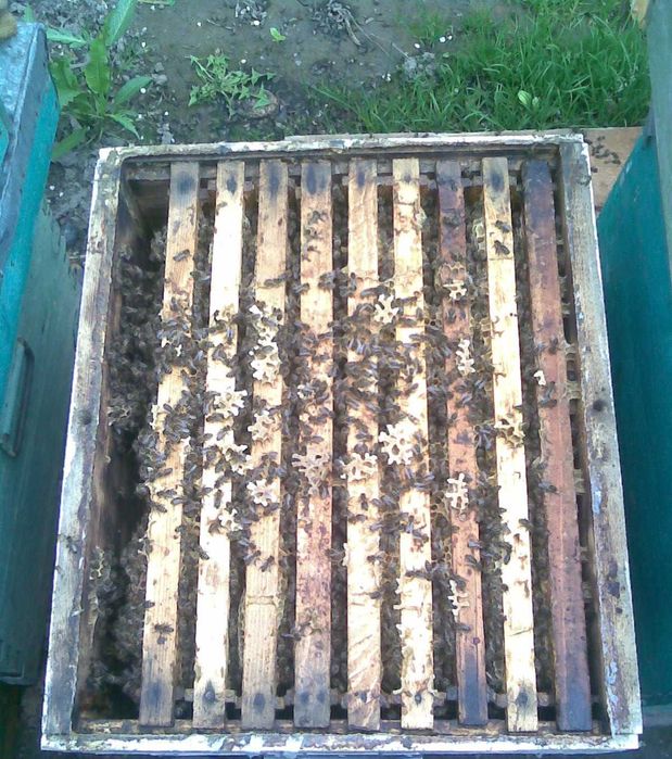 Vand familii de albine la alegere