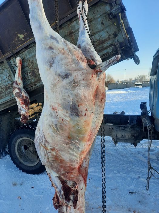 Семіз бір жарым жасар  кұнан
