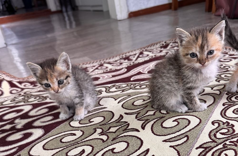 Отдам котят бесплатно в добрые руки