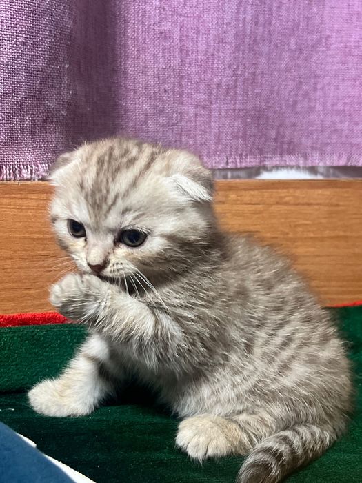 Котята вислоухие