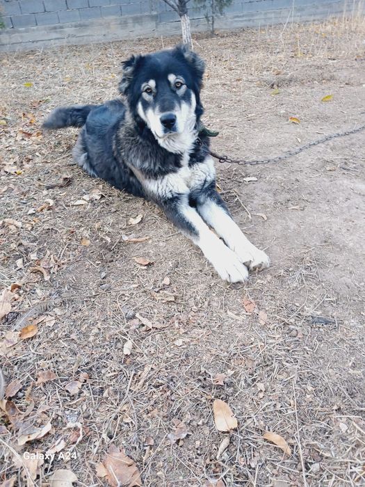 Үлкен   ұрғашы ит