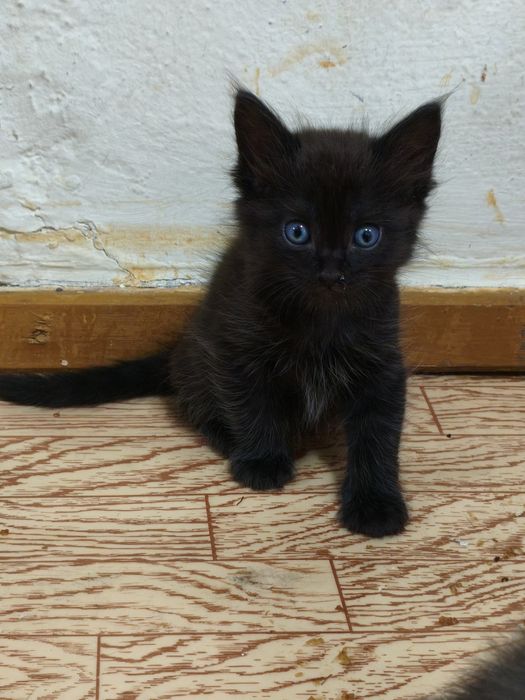 Породистые котята
