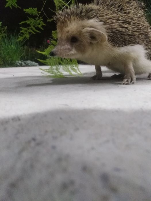 Типиратикон сотилади дамашни бокилган