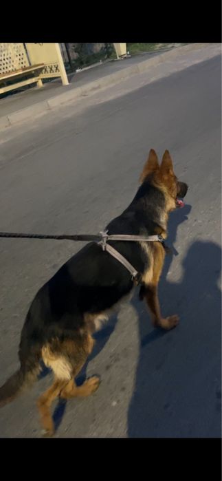 Немецкий овчарка вязка