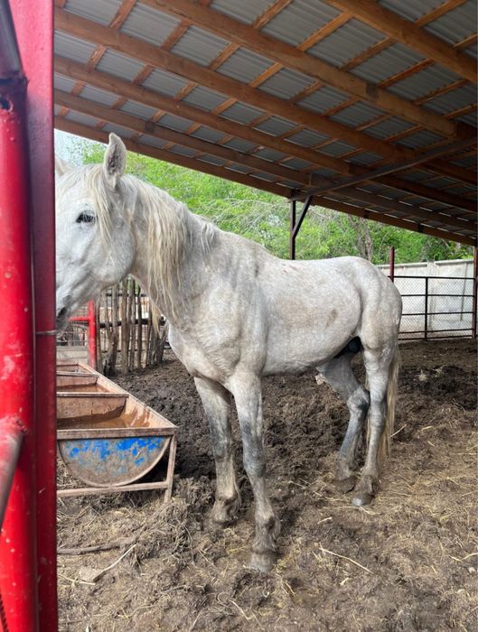 Айғырлар жеребцч