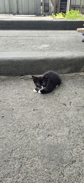 Отдам котенка мальчик 1.5 мес