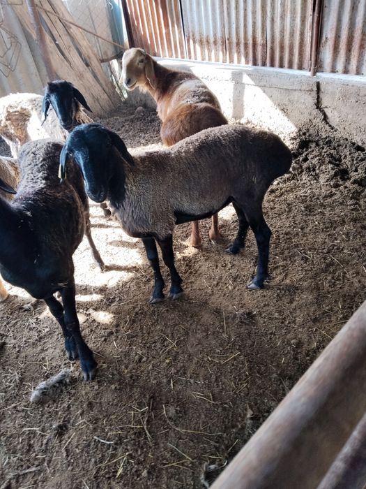 Продам бараны жирные