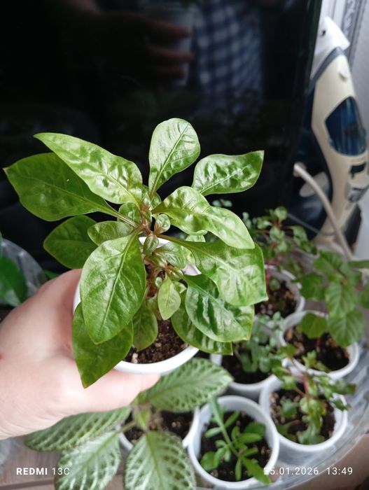 Отростки комнатных растений