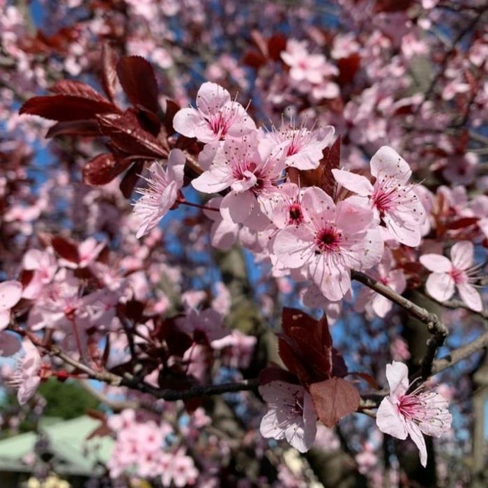 Pomi Ornamentali (Prunus NIGRA )