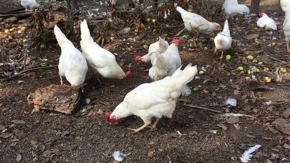 Продаются куры несушки