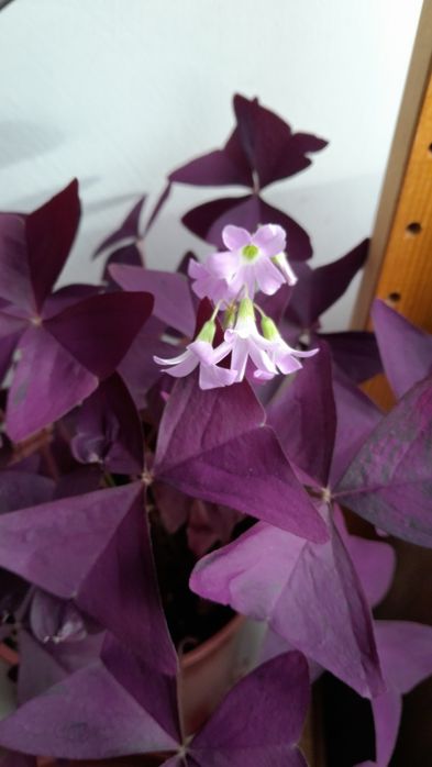 Кислица (оксалис)