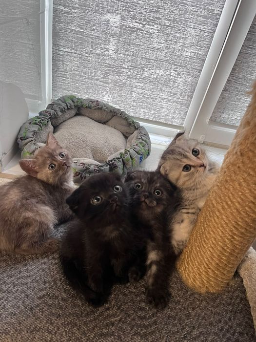 Котята шотландские