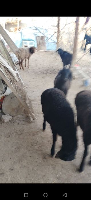 Гусар кочкорлар сотилади