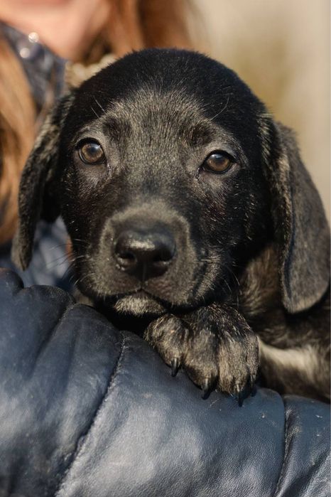 Щенок в добрые руки