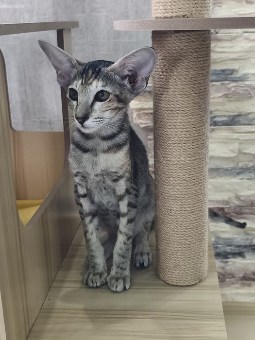 Ориетальные котята