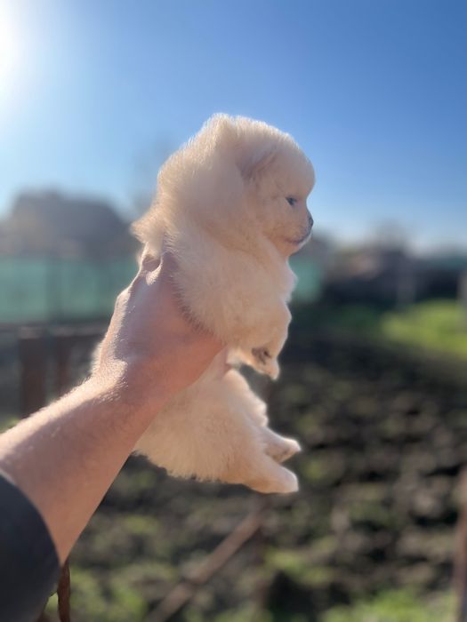 Мини померанчета