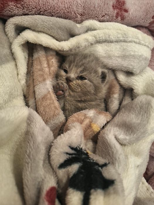 Британски котенца