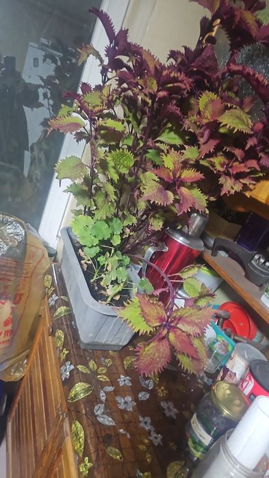 Комнатные растения