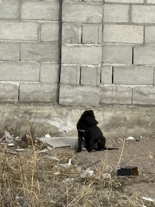 питбуль кушик сатылады