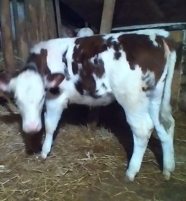 Vițea bălțată de Vînzare