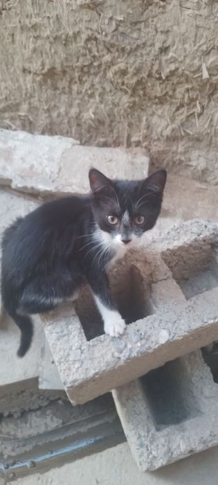 Отдаю в добрые руки бесплатно