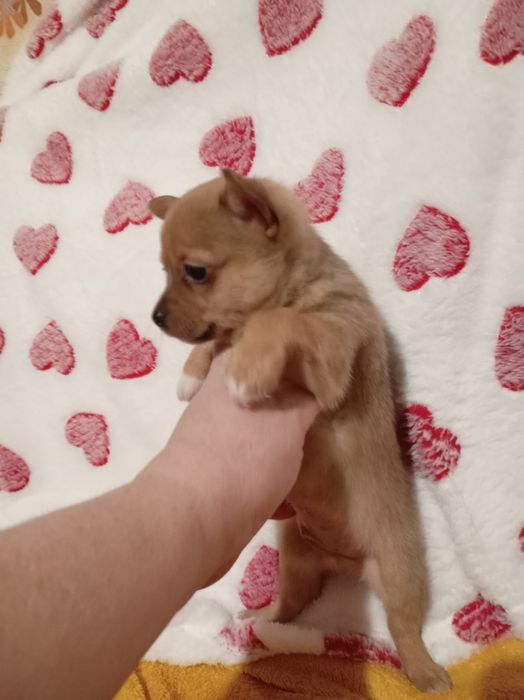 Продам щенков шпице тоя