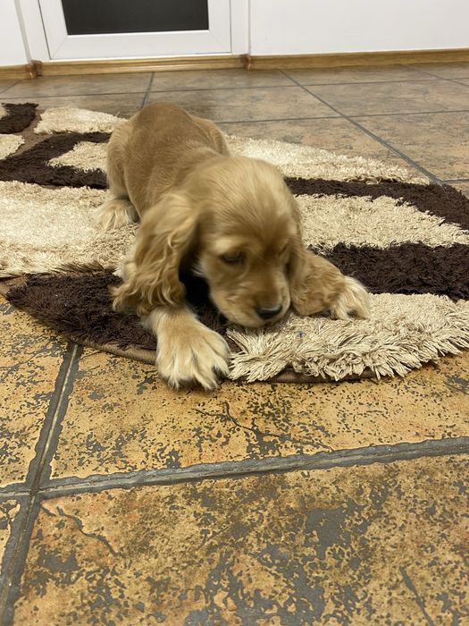 Cocker spaniel baiat