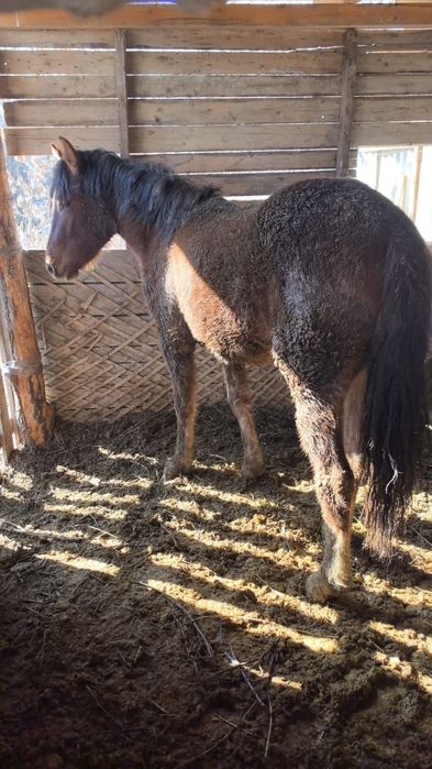 Продаю кобылу , байтал сатамын