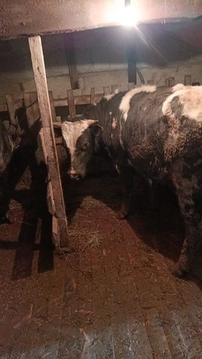 Быки по 1.8 месяцев