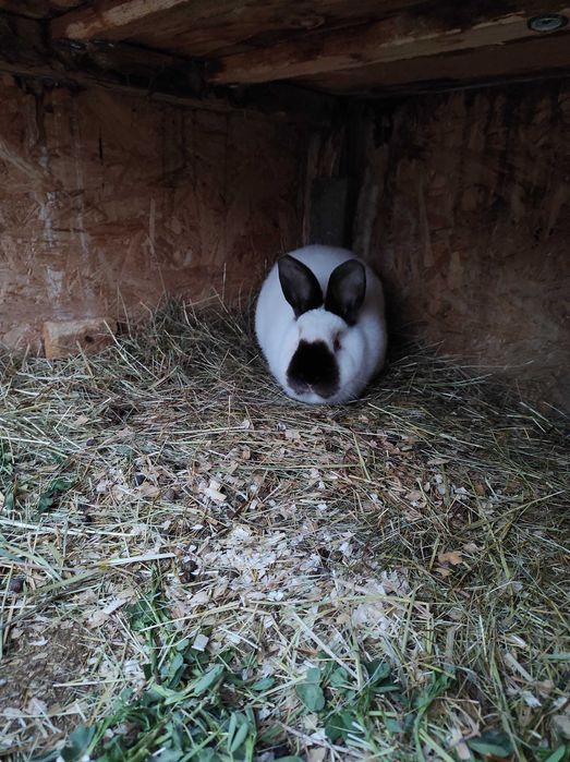 Iepuri Californieni rasa pura atâta tineret cat și maturi de vânzare !