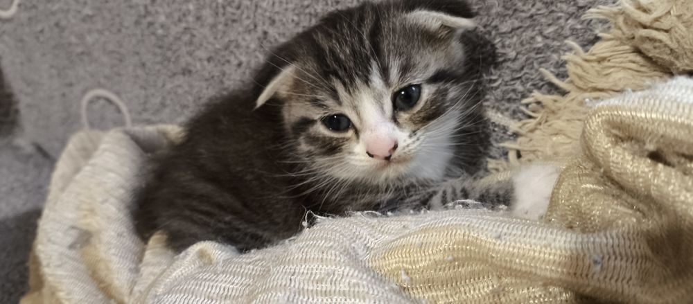 Продам котят вислоушки