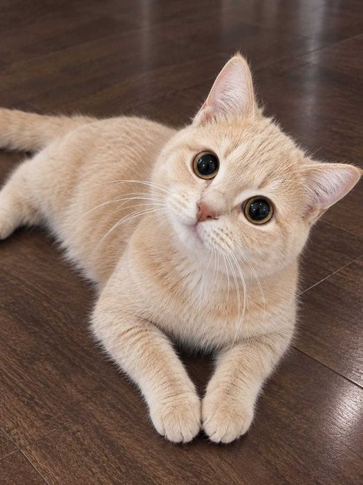 Котята бесплатно