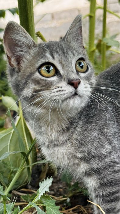 Отдам котенка. девочка 4 месяца Астана