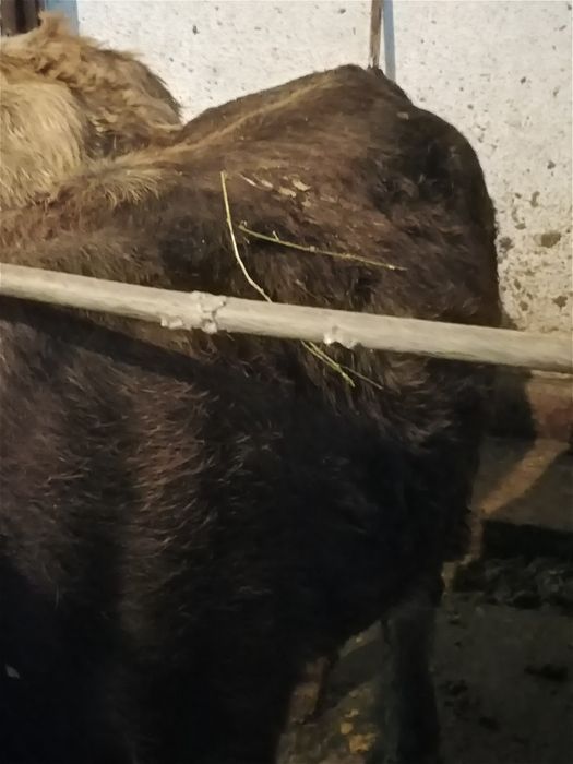 Байланган семиз тайыншалар сатылады