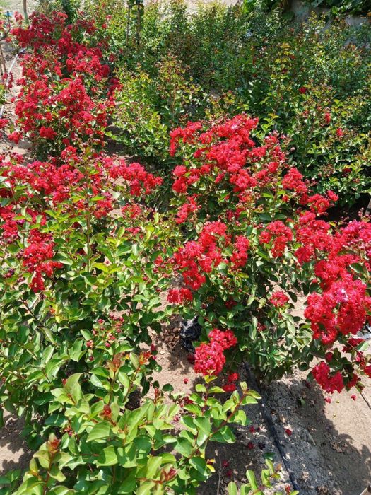 Siren Indiyski DINAMIT