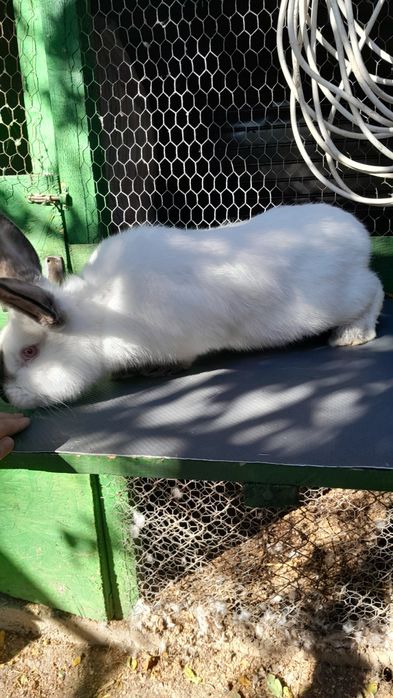 Iepuri de rase diferite