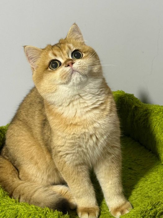 Привозной котик с родословной