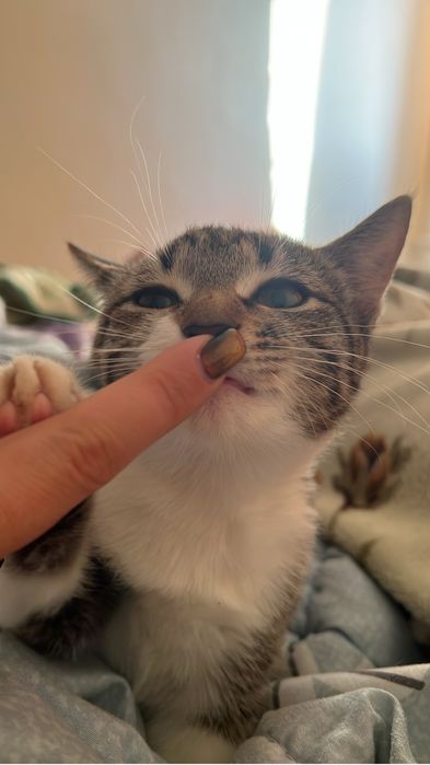 Отдам в добрые руки