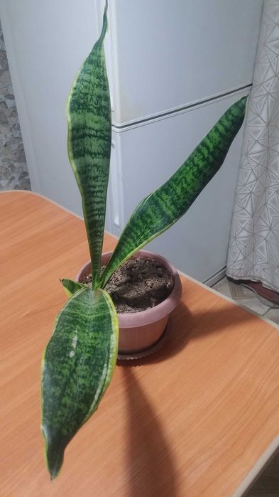 Сансевиерия комнатная