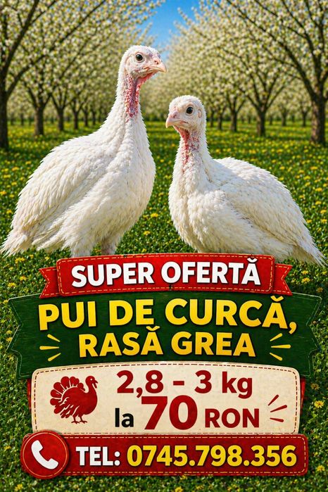 DIRECT DIN HALA! Pui de curca, 2,8-3 kg rasa grea (ating 30 kg)