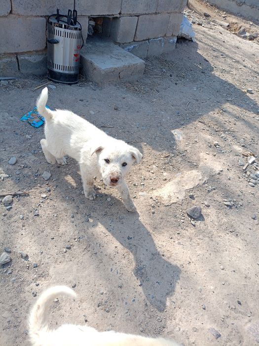 Щенки лайки и алабая