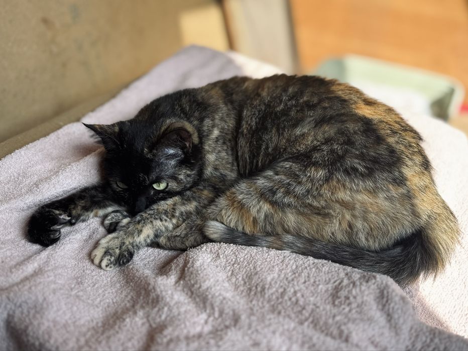 Ласковая кошечка