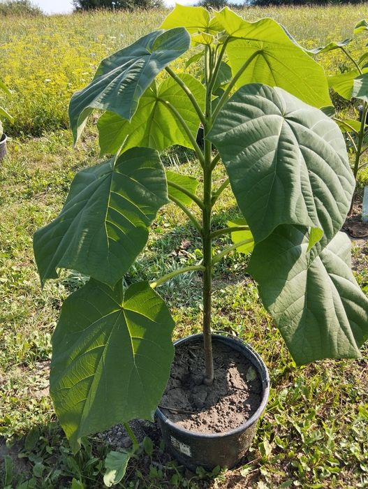 Plante paulownia de vânzare