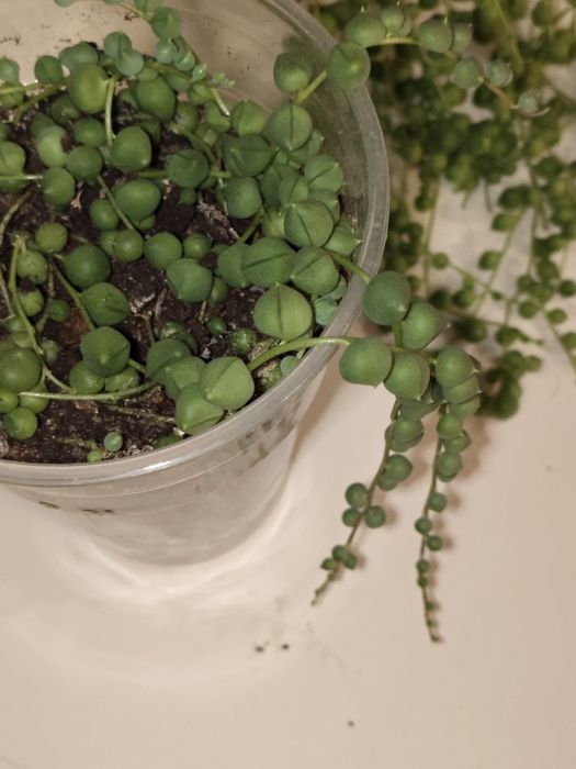 Продам крестовник роули