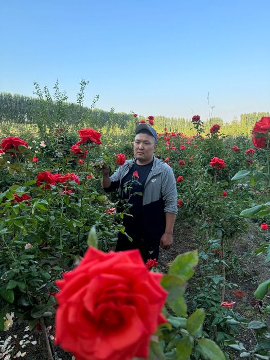 Розы, Туя продам