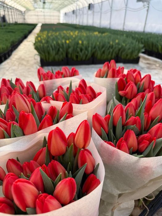 Тюльпаны оптом голандский