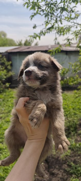 Отдам даром щенка. Девочка.